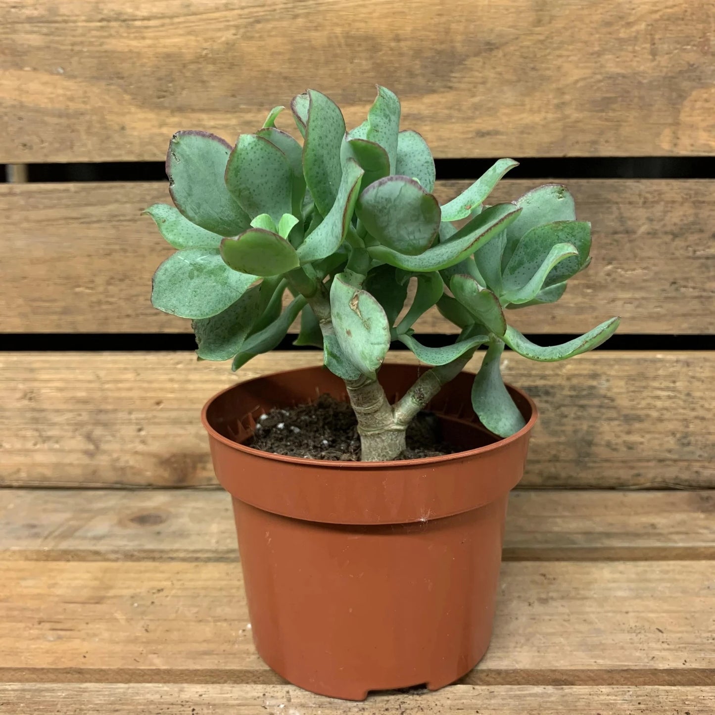 Curly Jade Succulent - 4''