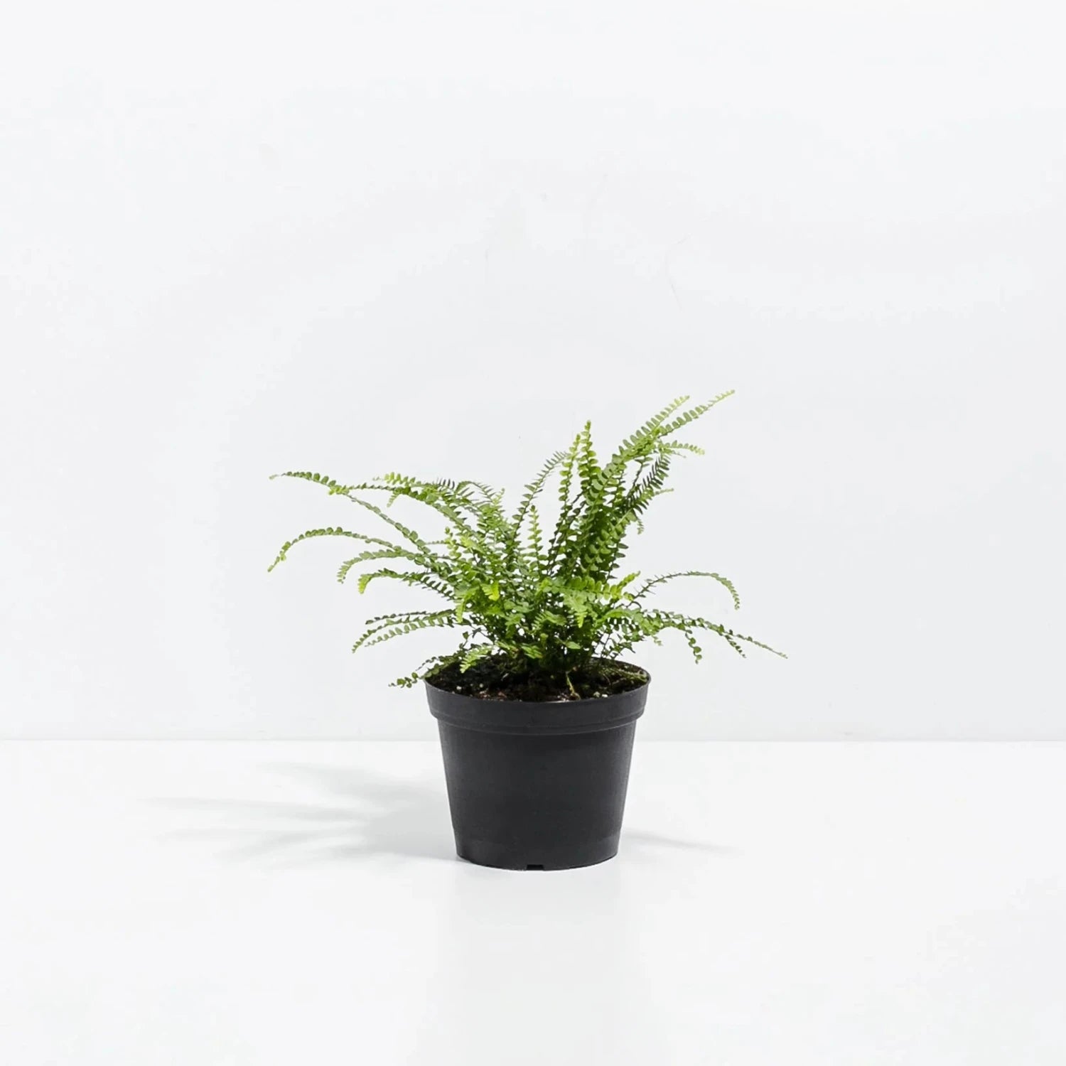 Button Fern - 4''