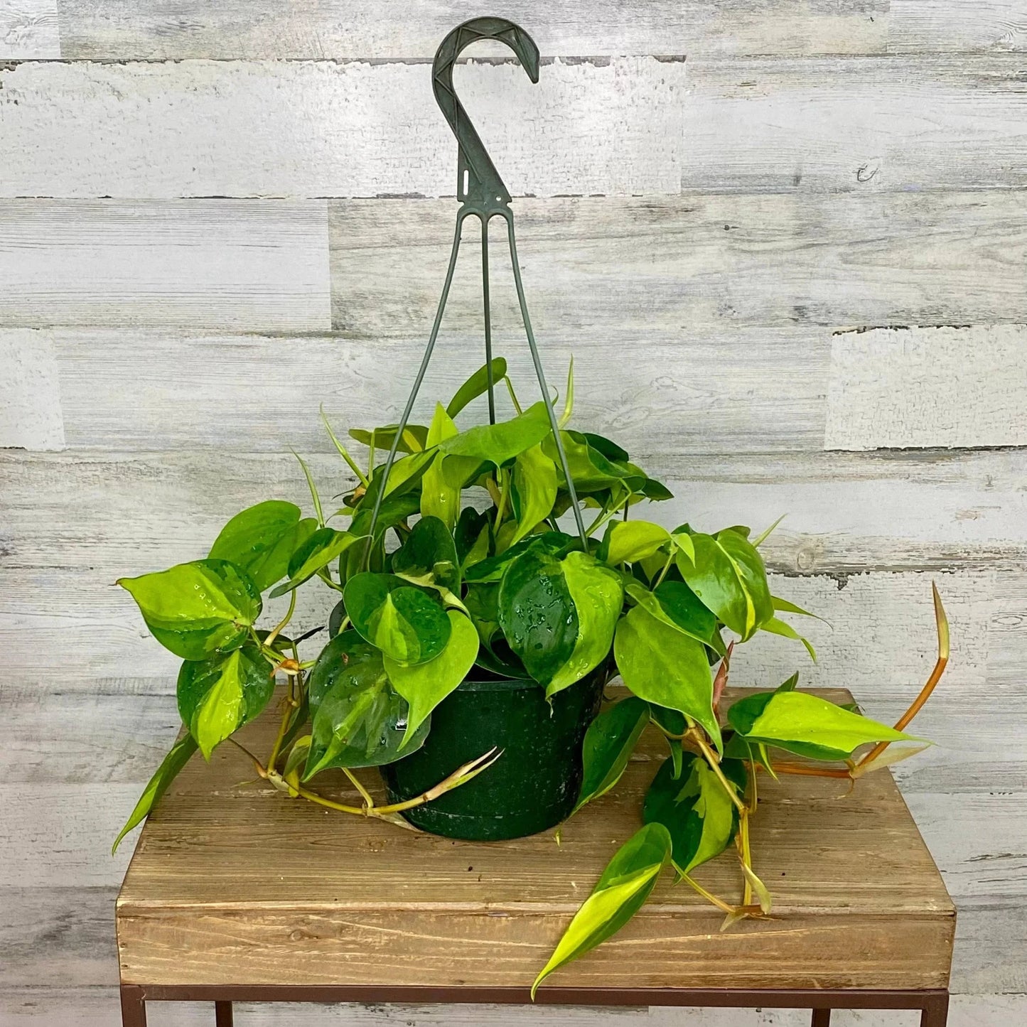 Philodendron Brazil - 8"