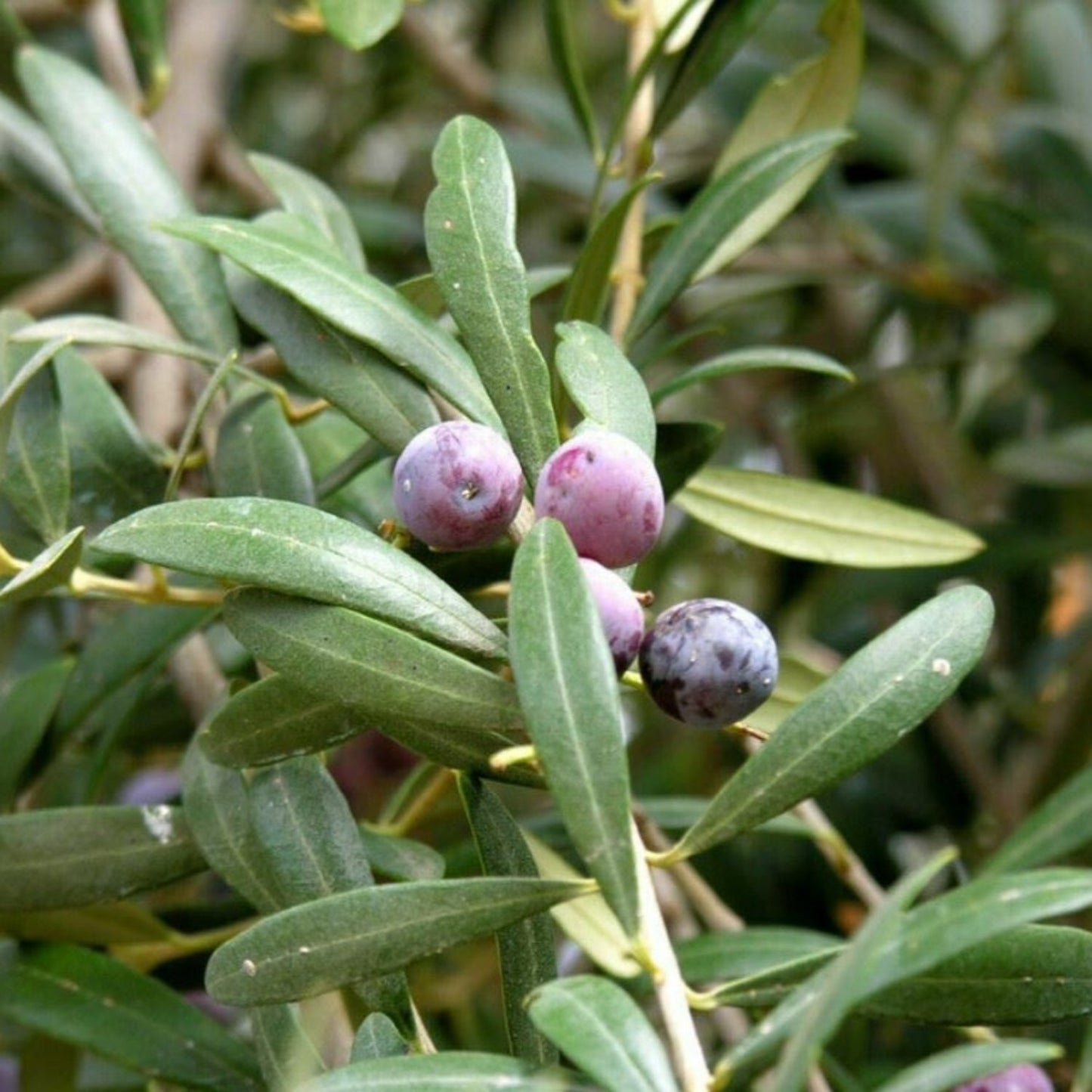 Olive Tree - 'Oblonga' - Olea Europaea