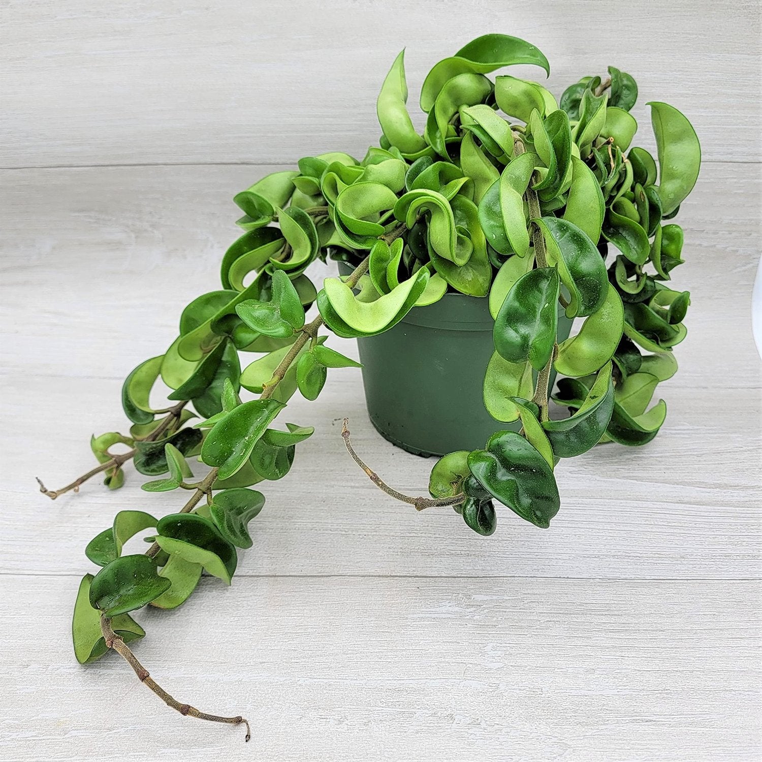 Hindu Rope Hoya Compacta - 6''