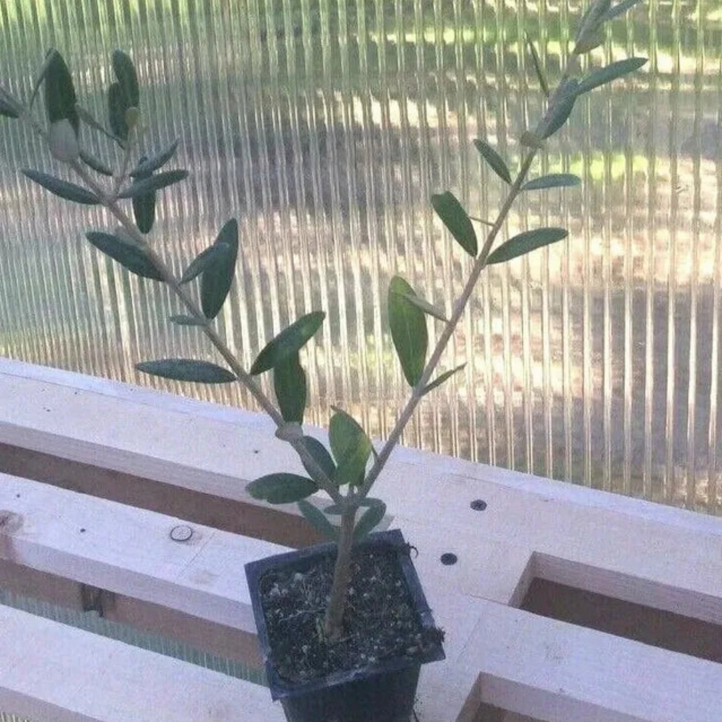 Olive Tree - 'Mission' - Olea Europaea - live plant