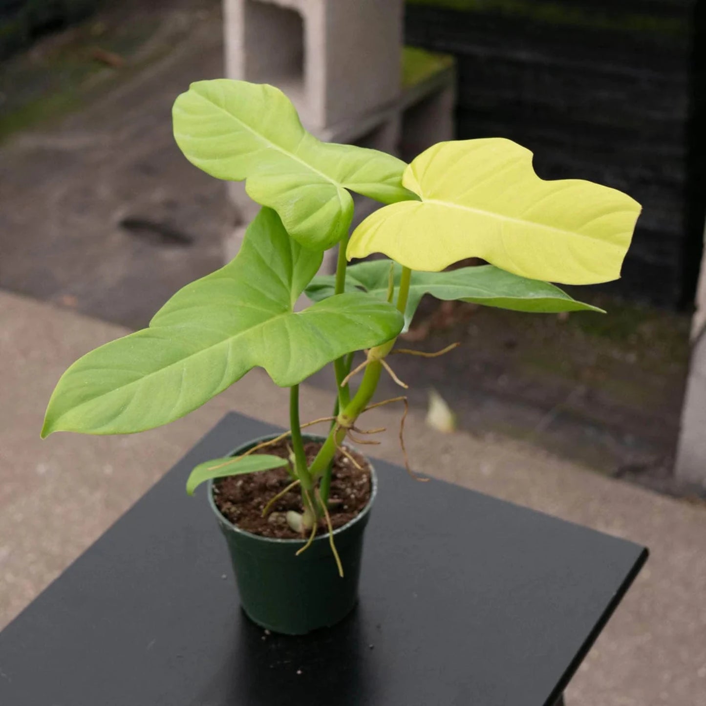 Philodendron Bipennifolium Aurea - 4"