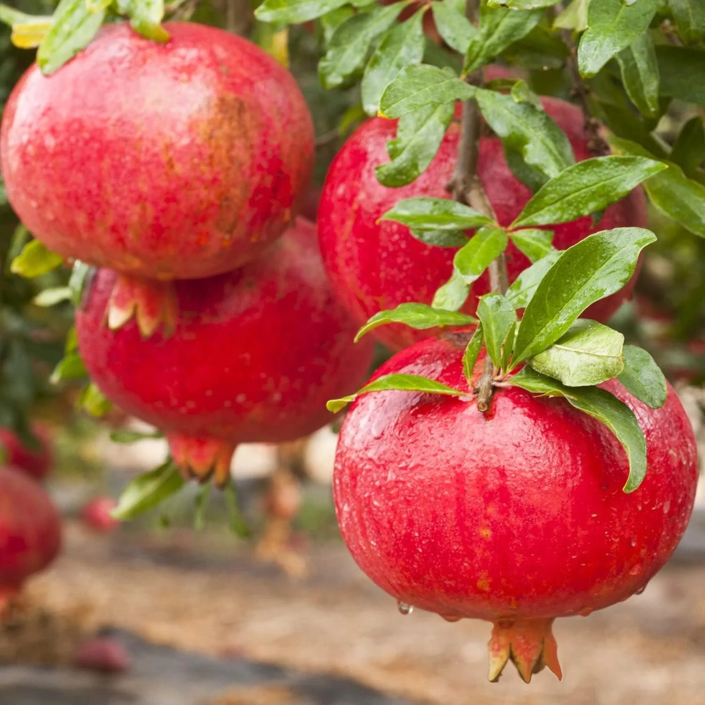 Pomegranate Tree - 2 Fruit Trees Live Plant - Easy Plant