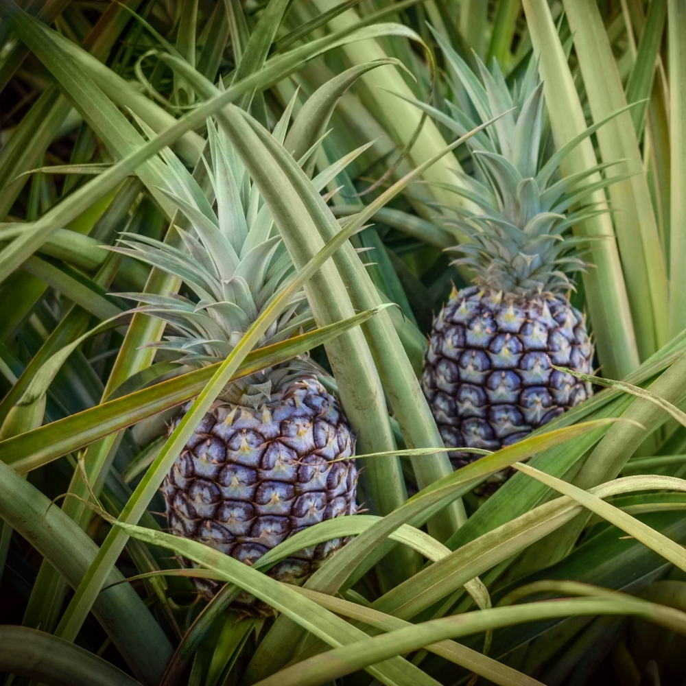 Pineapple Plants Combo - 'Elite Gold' and White Jade 12 Plants