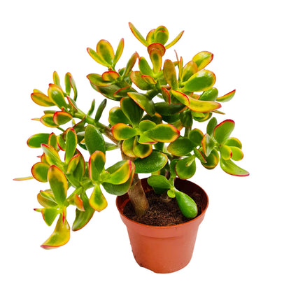 Crassula Ovata (Sunset Jade) - 4''