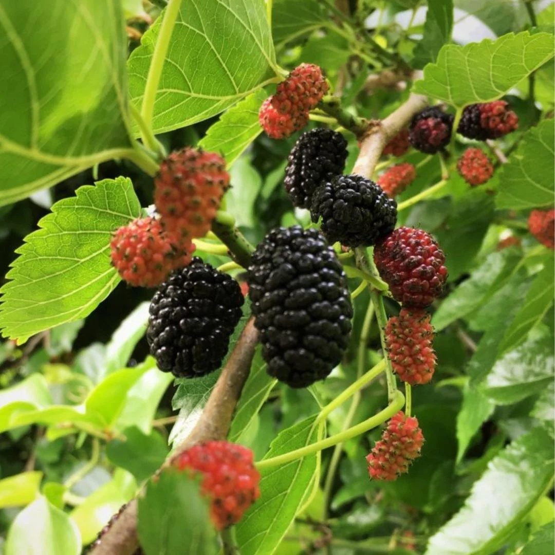 Mulberry Tree - 'Dwarf Everbearing' - Morus Nigra 10 Plants Edible Fruit