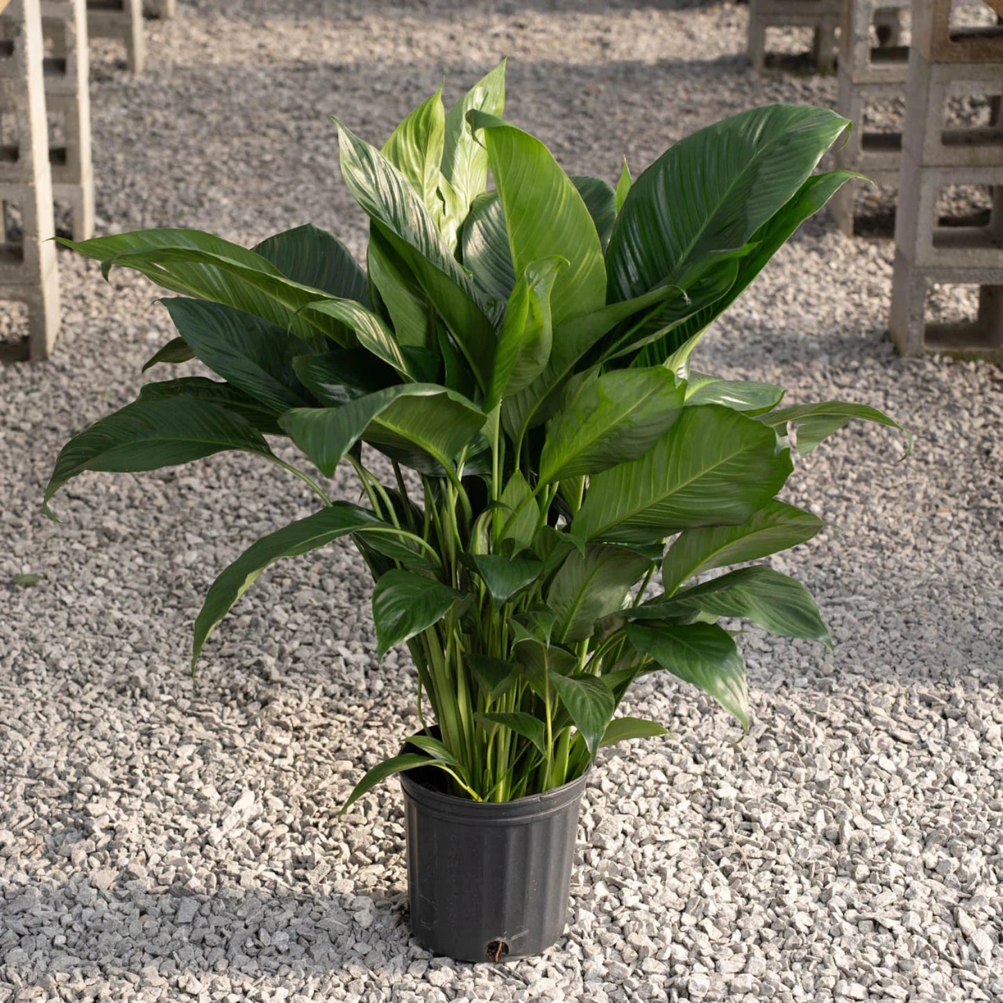 Platinum Mist Peace Lily - 8''