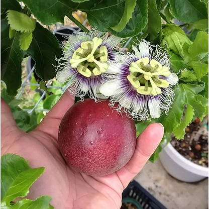 Passion Flower Possum Purple 8 Plants Special