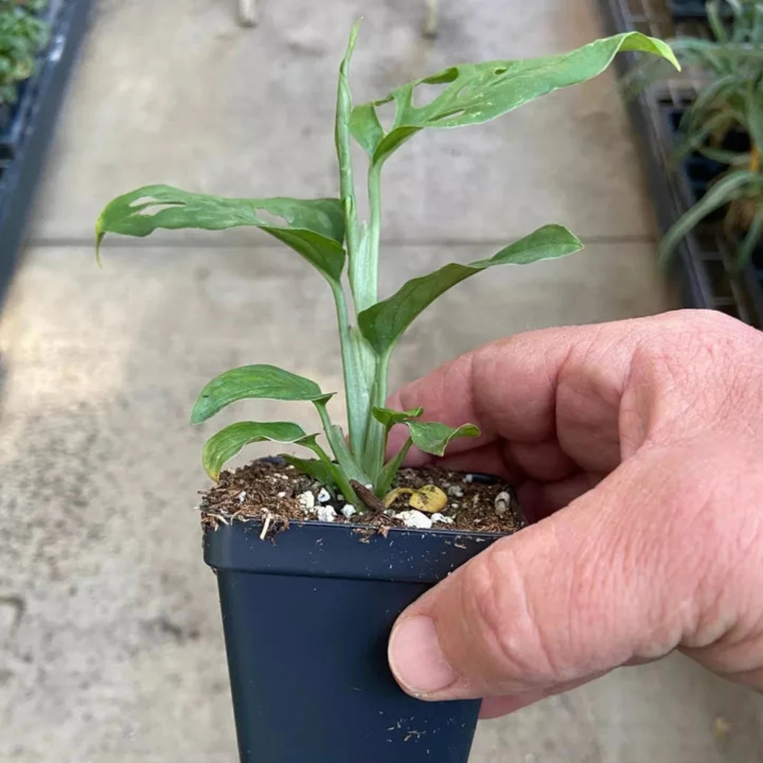 Monstera Adansonii - 'Swiss Cheese Plant'