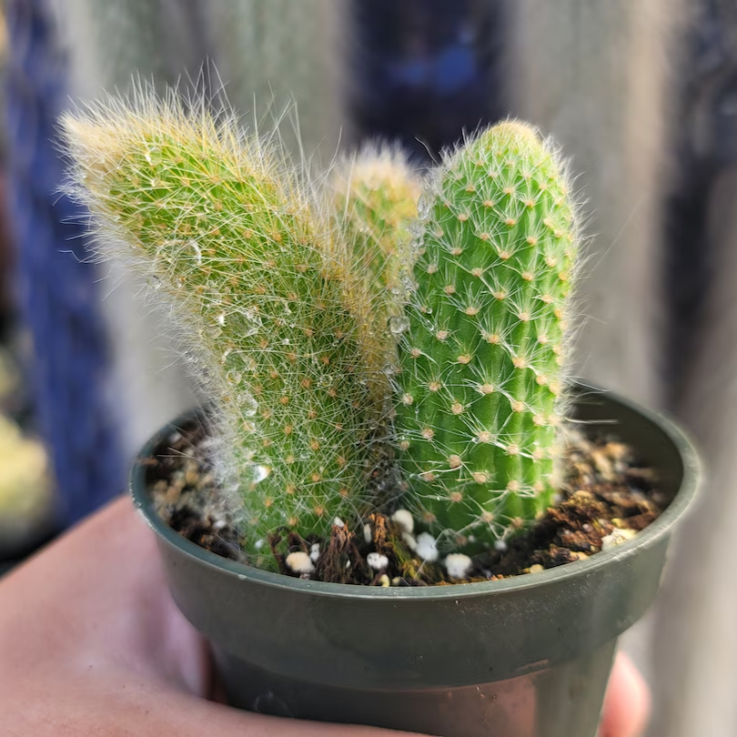 Hildewintera Colademononis Monkey Tail Cactus ( 3 tails) - 6''