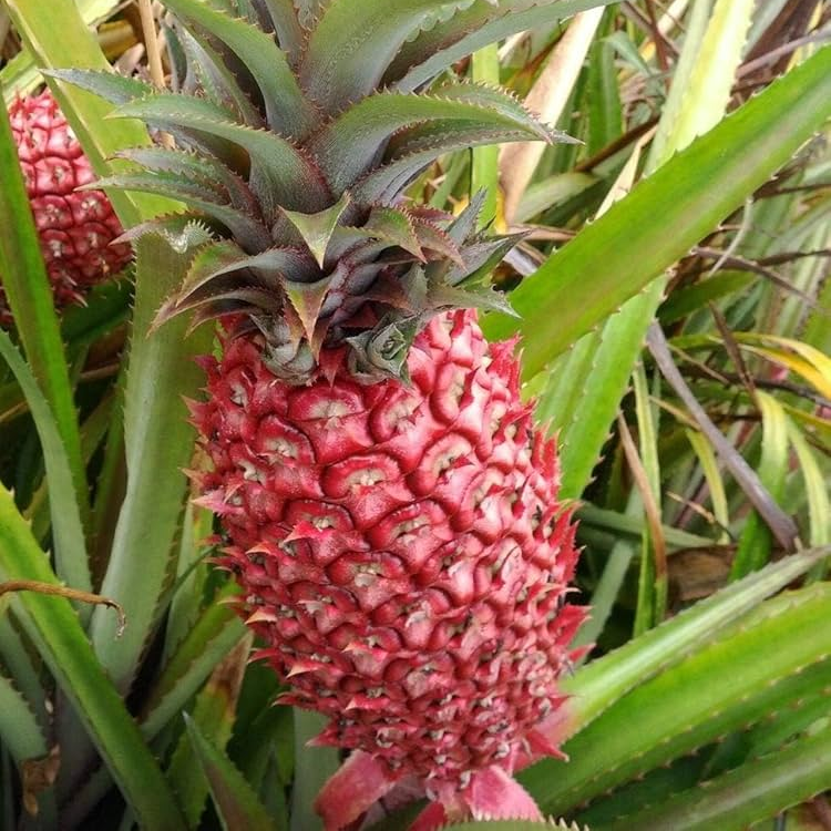 Florida Special Pineapple Plant - 5 Live Starter Plants