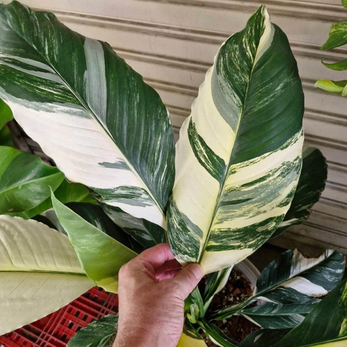 Variegated Spath Sensation Peace Lily - 4''