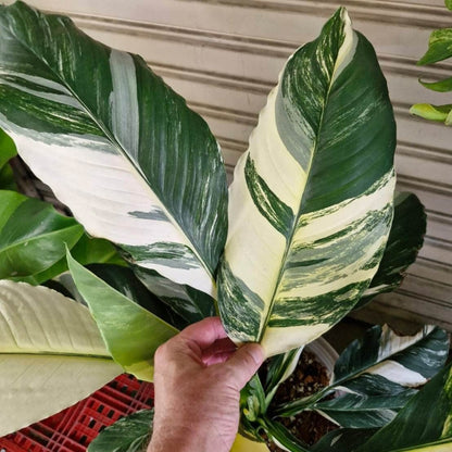 Variegated Spath Sensation Peace Lily - 4''