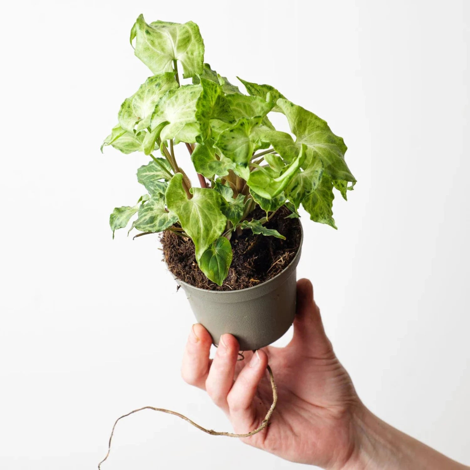 Syngonium Podophyllum (Green Aroid) -6''