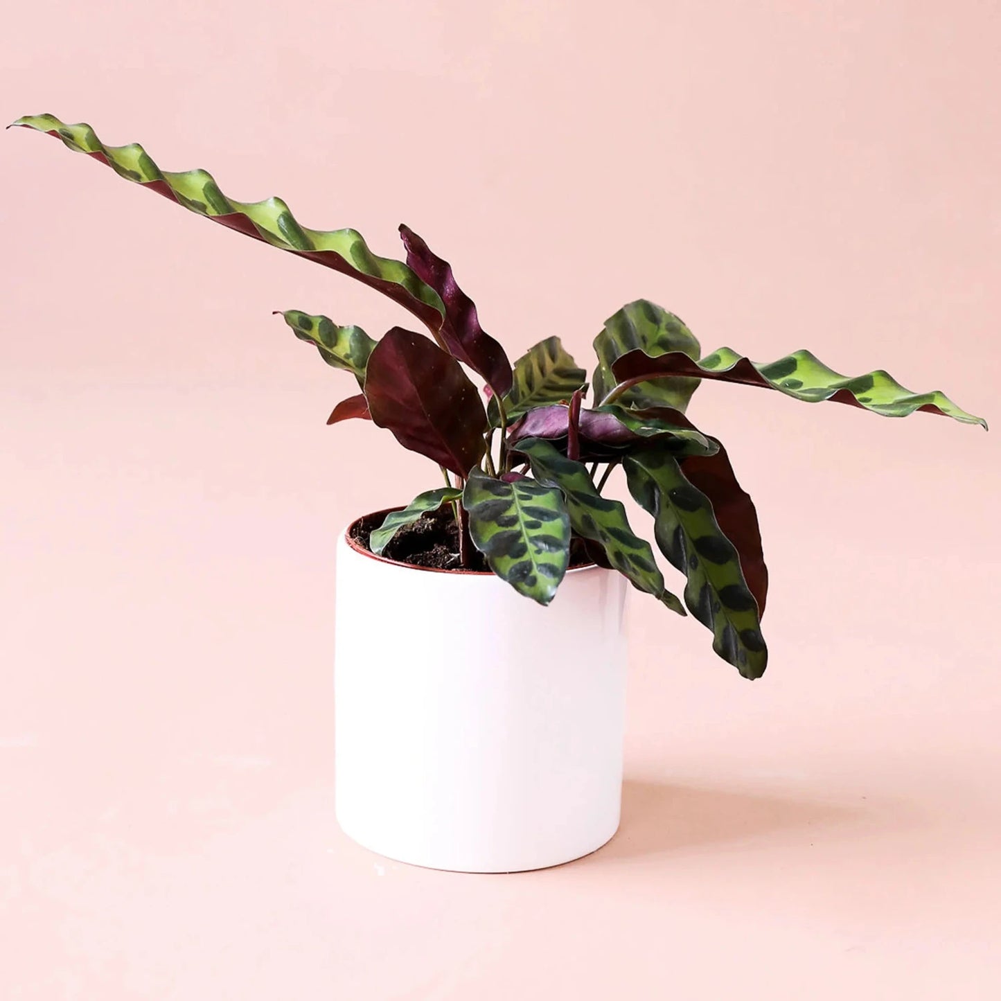 Calathea Rattlesnake Lancifolia - 6''