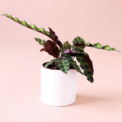 Calathea Rattlesnake Lancifolia - 6''