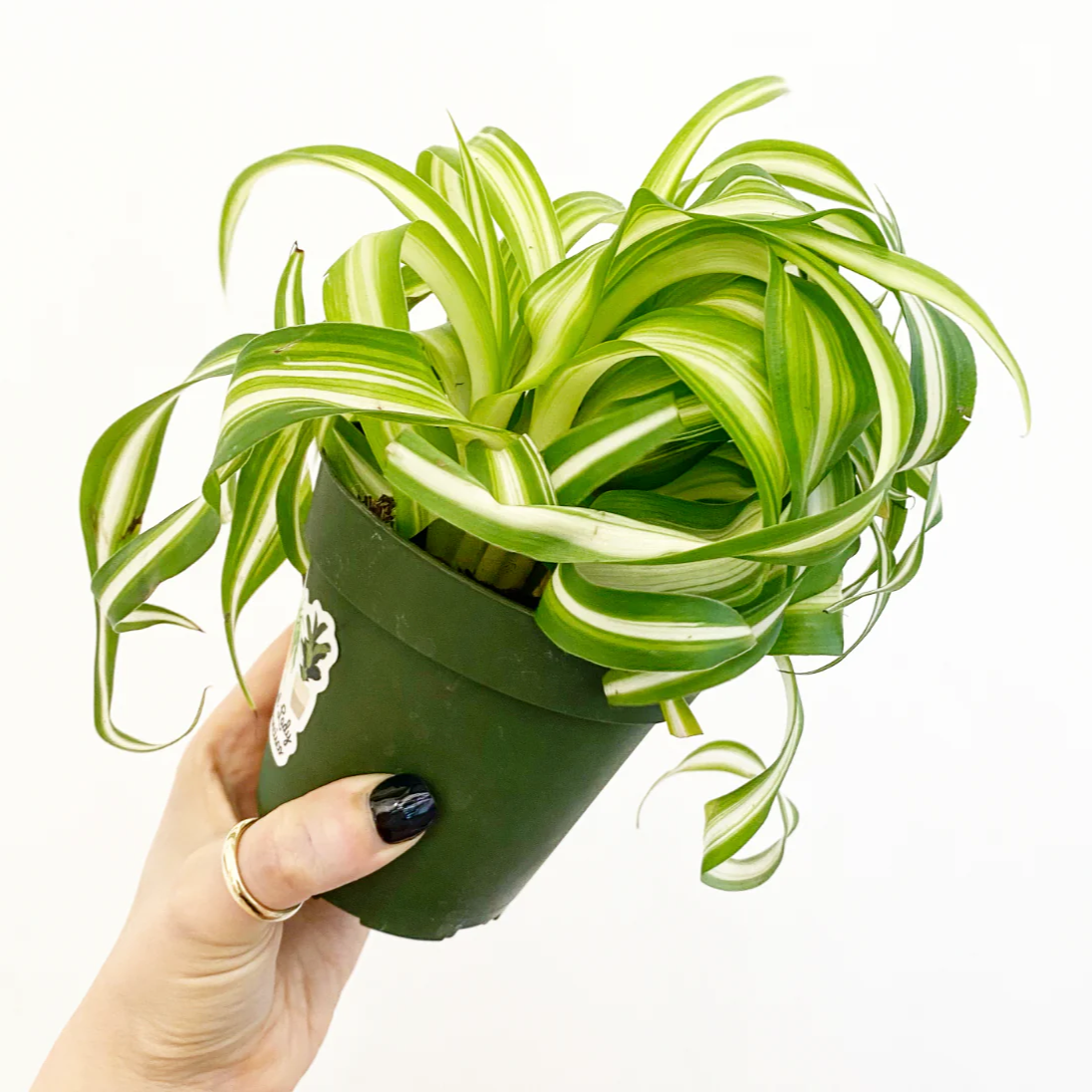 Bonnie Curly Spider Plant - 6''