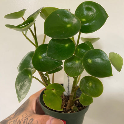 Owl Eye Peperomia - 4"