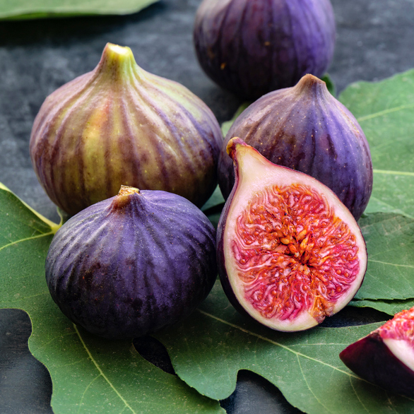 Live Fig Trees Instant Orchard Special! 8 COLD HARDY VARIETIES!