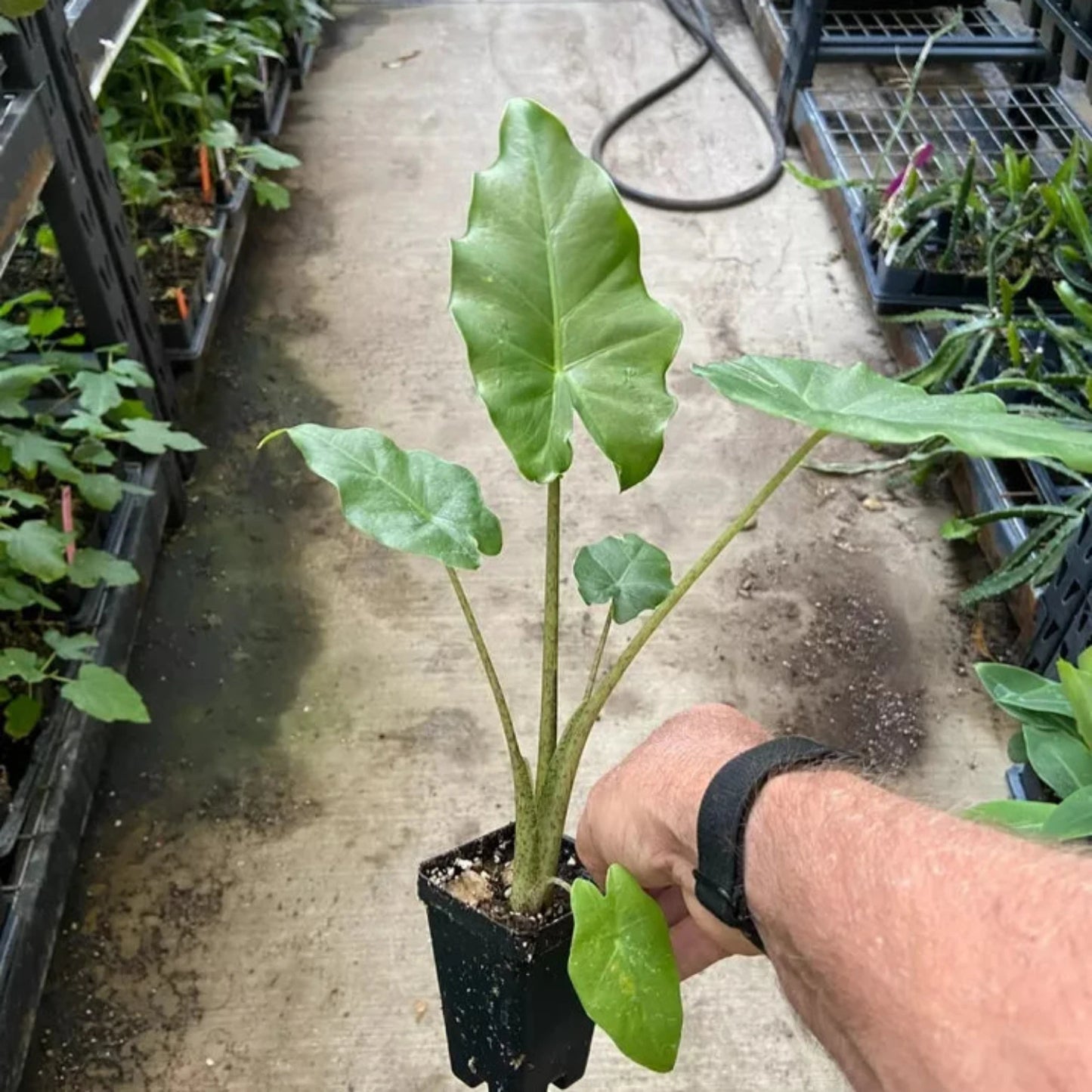 Alocasia - 'Portora' - Elephant Ear Indoor/Outdoor Tropical Plant - Cold Hardy