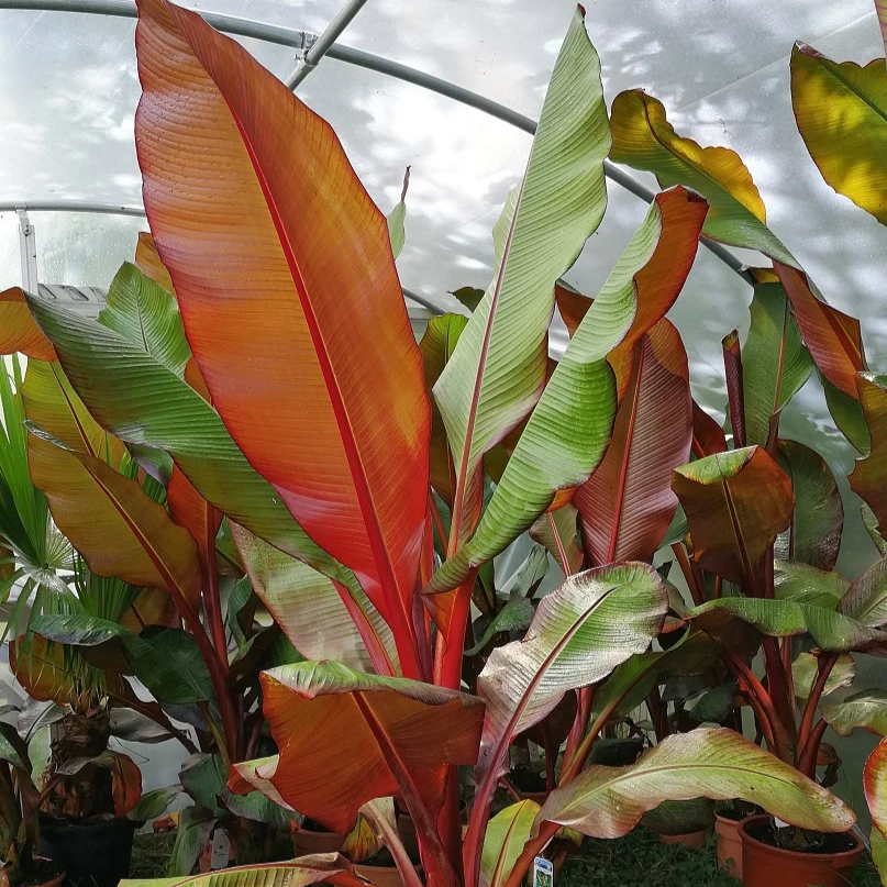 Ensete Maurelii - Red Abyssinian Banana 