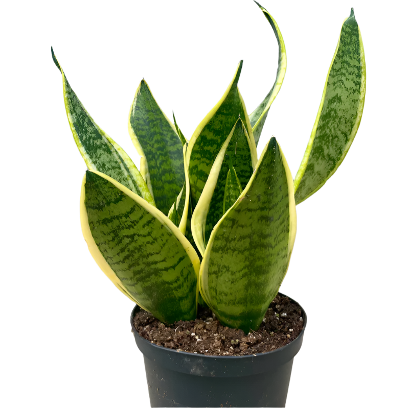 Sansevieria Superba - 6"