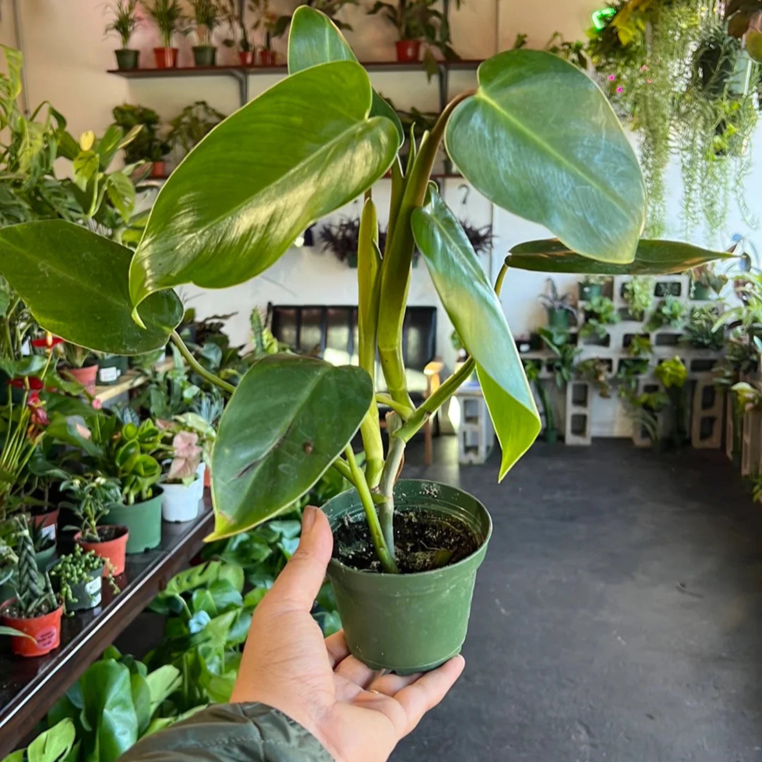 Philodendron Emerald green - 6''