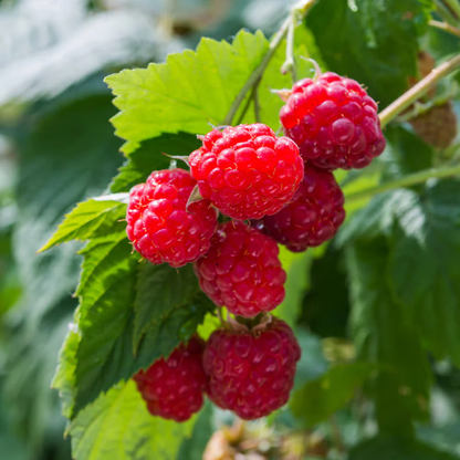 Nantahala RED RASPBERRY (1) Live Rooted Plant