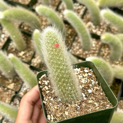 Hildewintera Colademononis Monkey Tail Cactus (two tails) - 4''