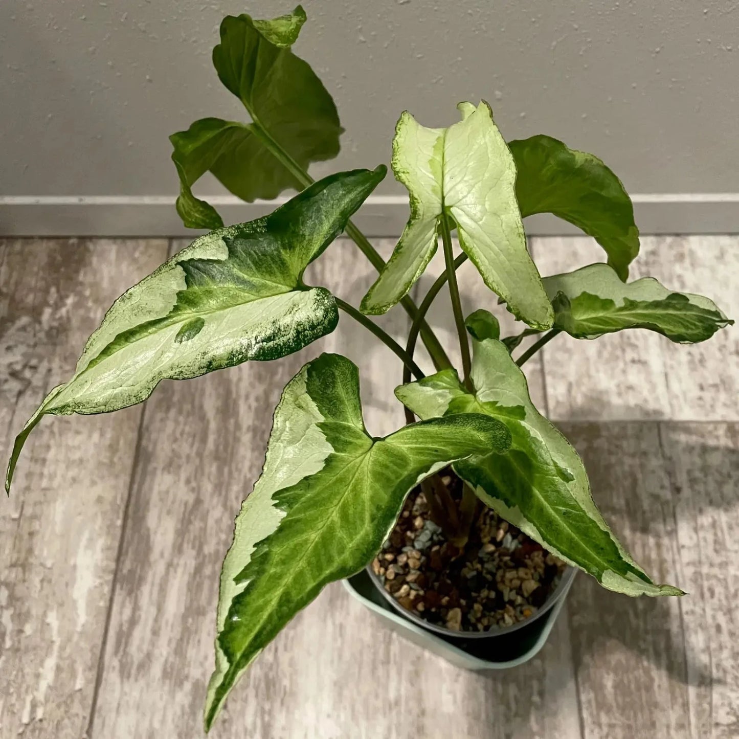 Rare Syngonium Three Kings -4''