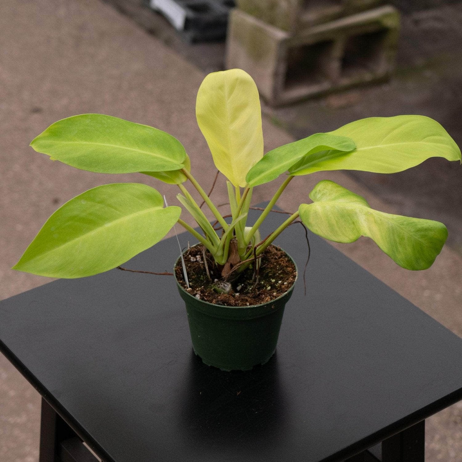 Philodendron Lemon Lime 4"