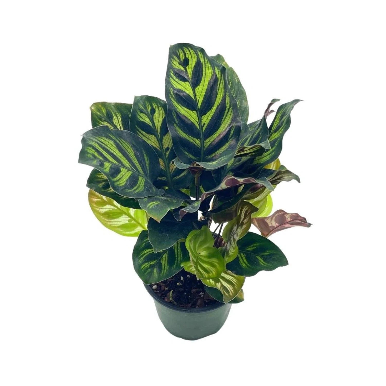 Calathea Peacock Makoyana- 4''