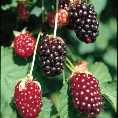 Thornless Blackberry - Rubus - Combo Pack - 32 Plants