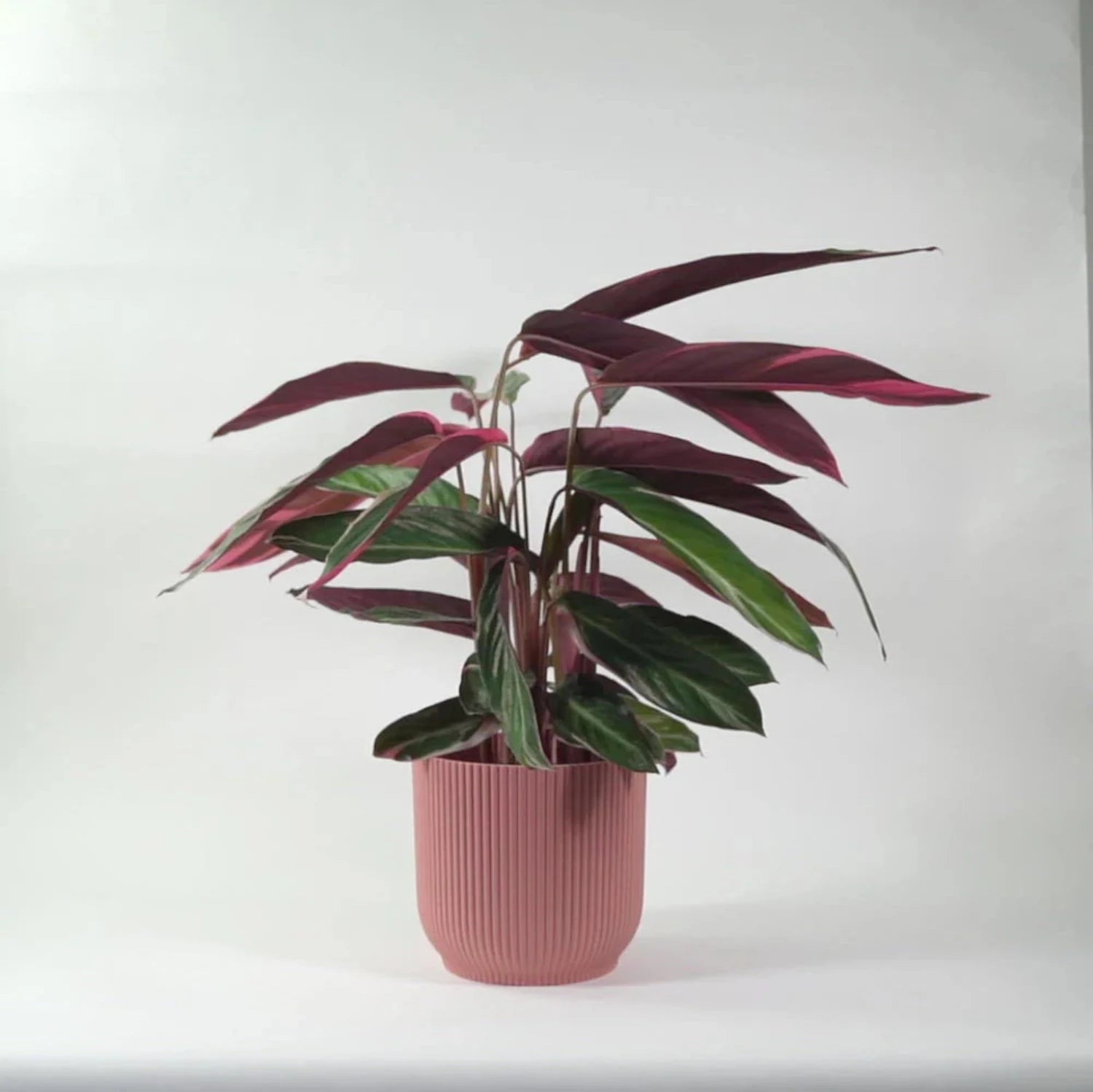 Calathea Triostar - 6"