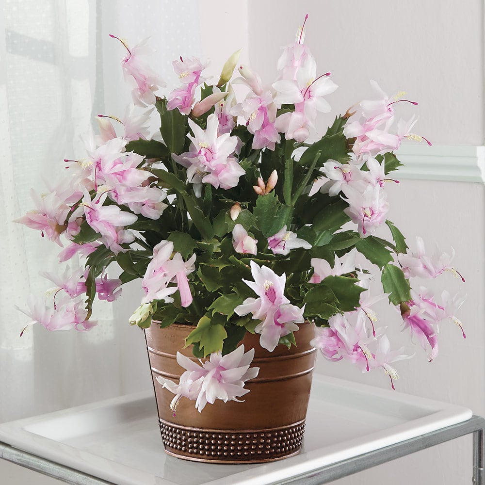 Zygocactus Rose Light Pink Christmas Cactus - 4''