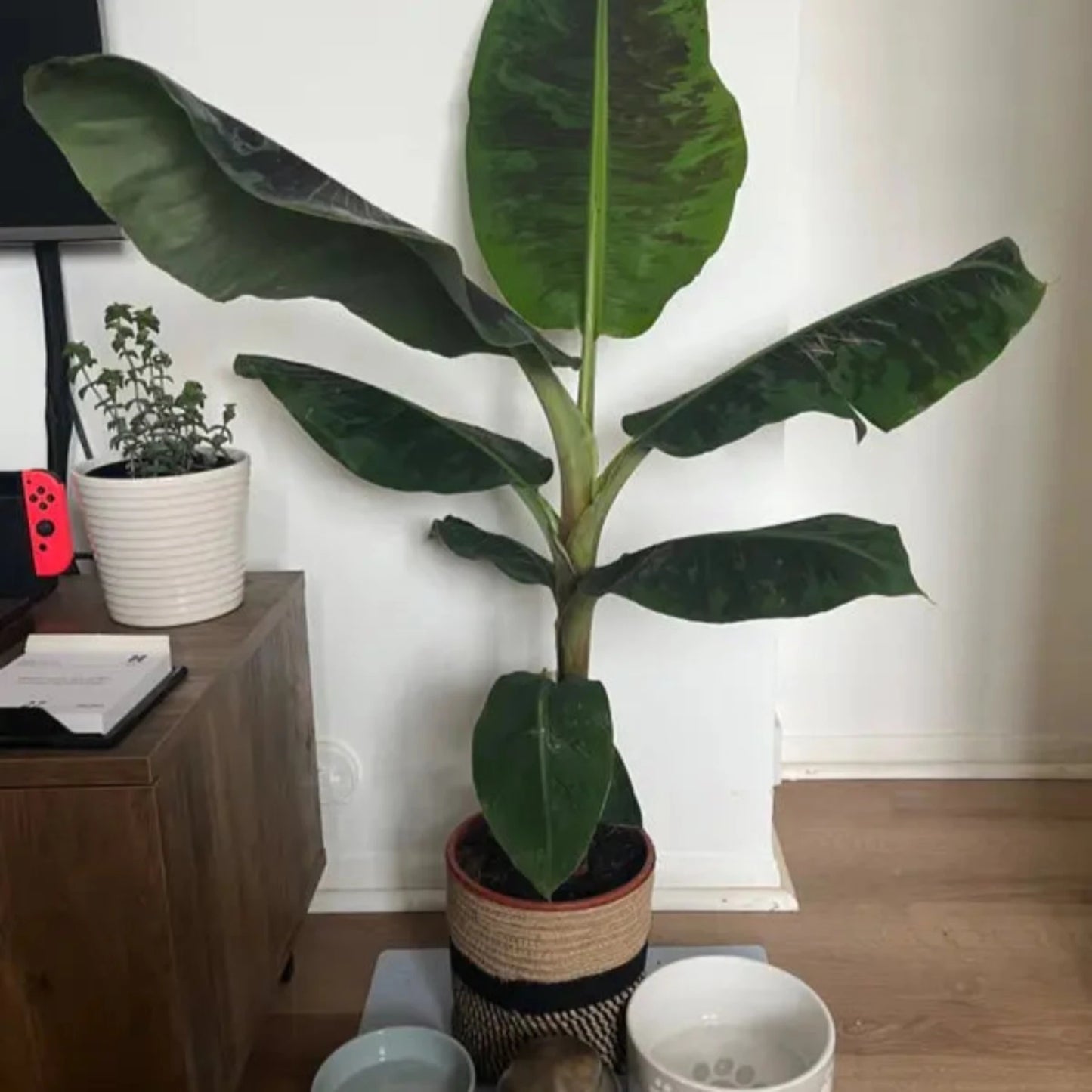 Musa - Dwarf Cavendish - 2 Ft. Tall - Banana Tree