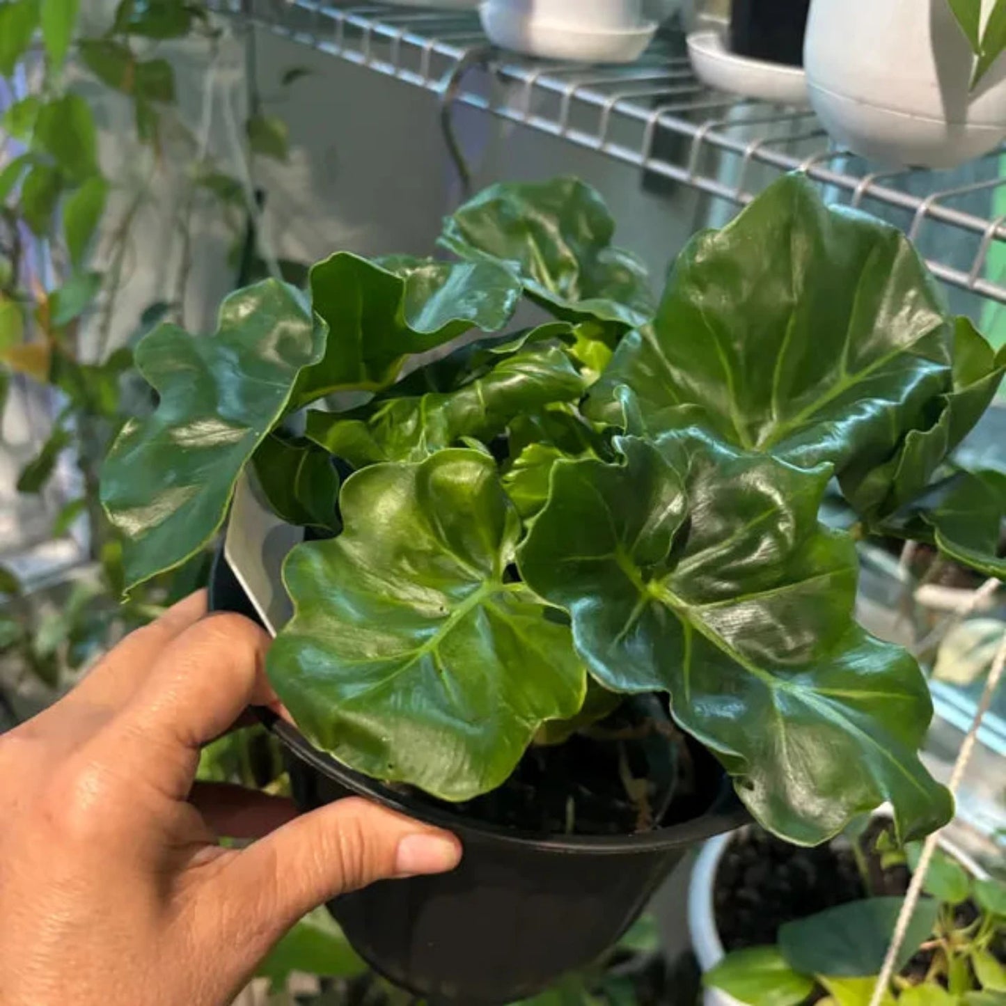 Philodendron Atom - 4''