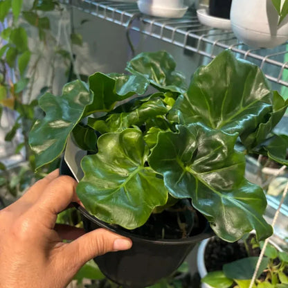 Philodendron Atom - 4''