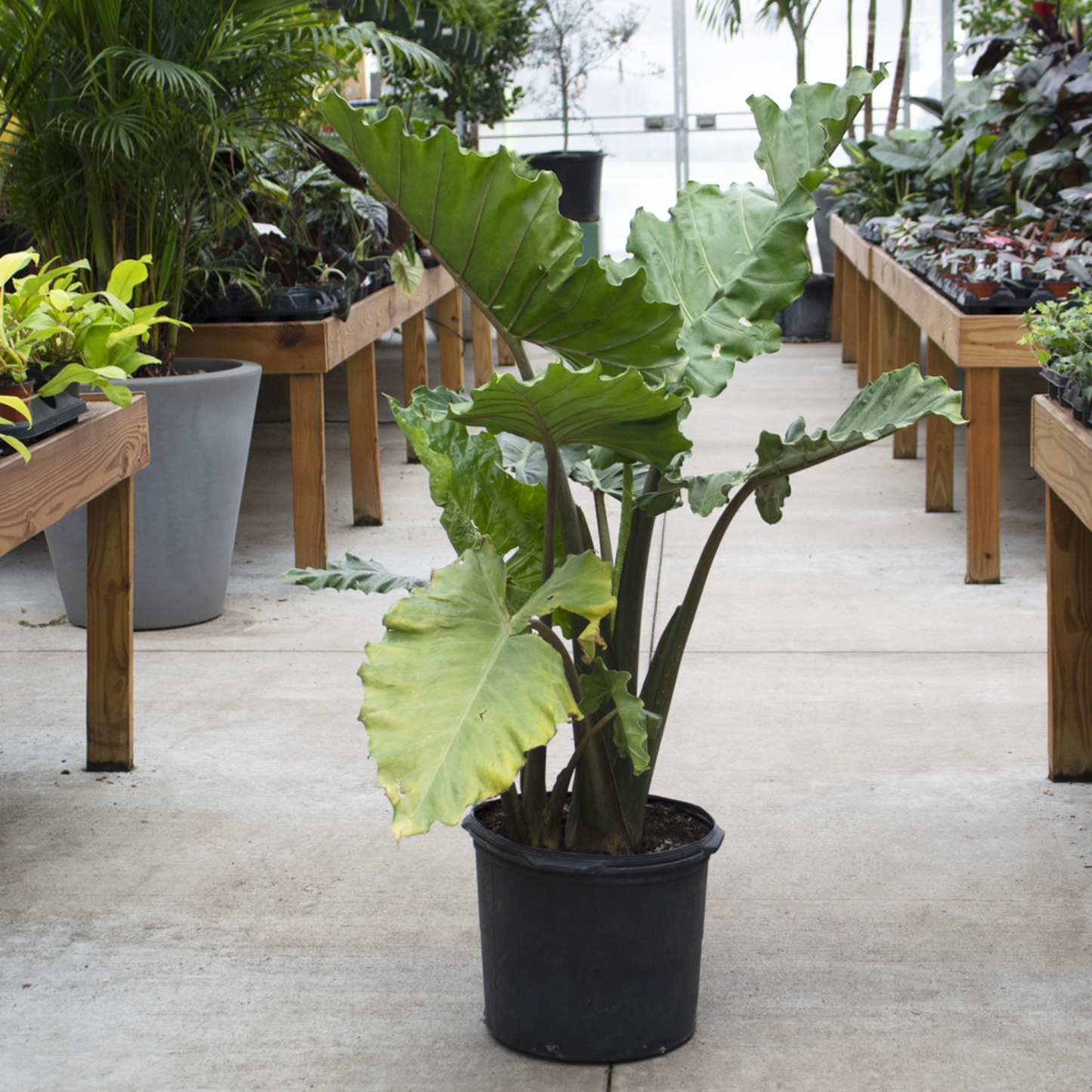 Alocasia - Calidora 6 In Tall