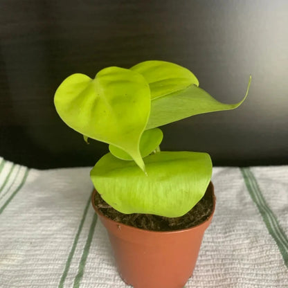 Philodendron Neon Cordatum - 2"