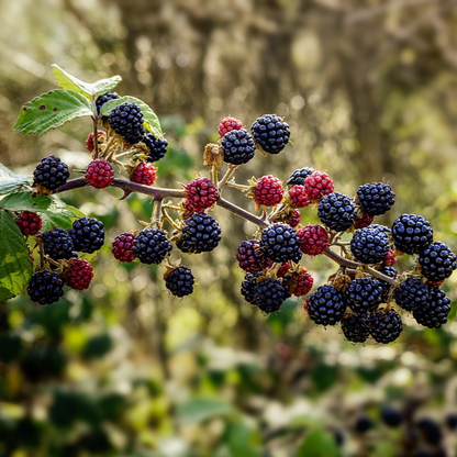 1 Plant - Ponca Thornless Blackberry Plant