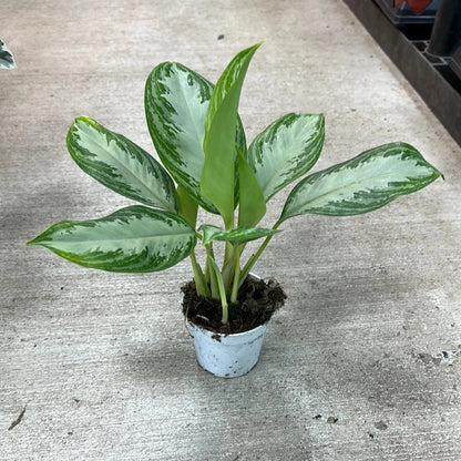 Aglaonema Silver Moon - 4''