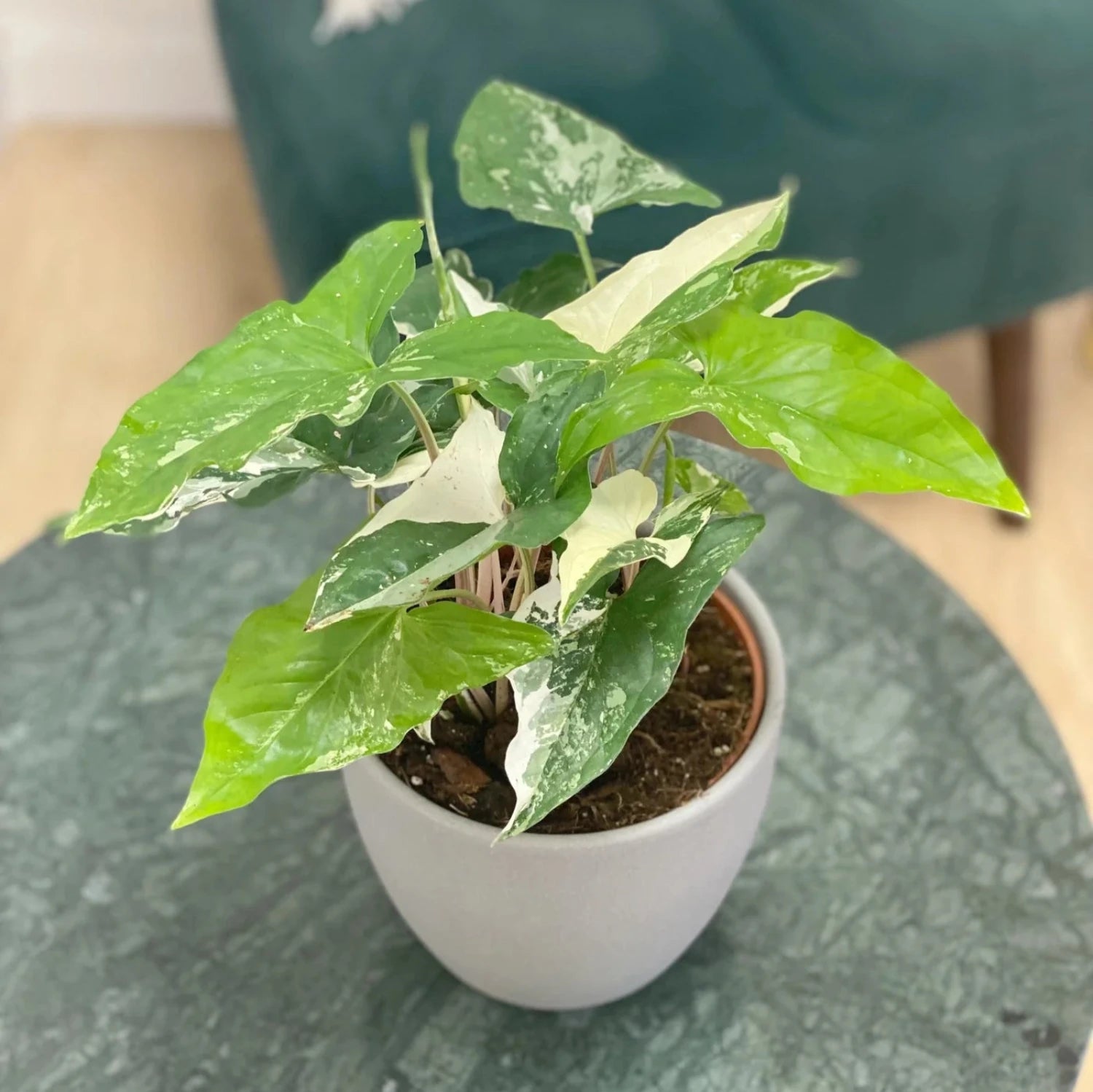 Syngonium Podophyllum Albo-Variegatum-4''