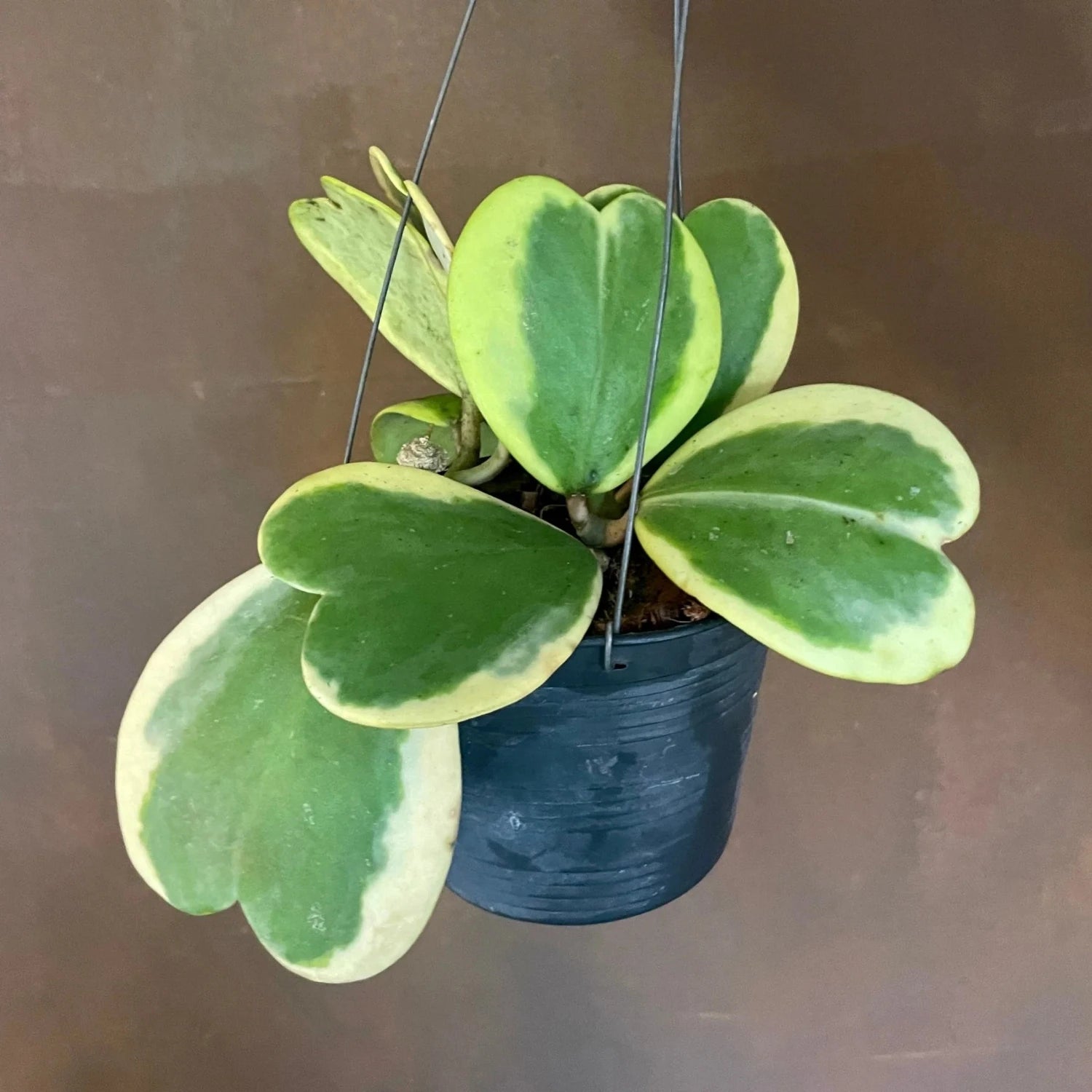 Hoya Kerrii Variegated (tall stem) - 4"