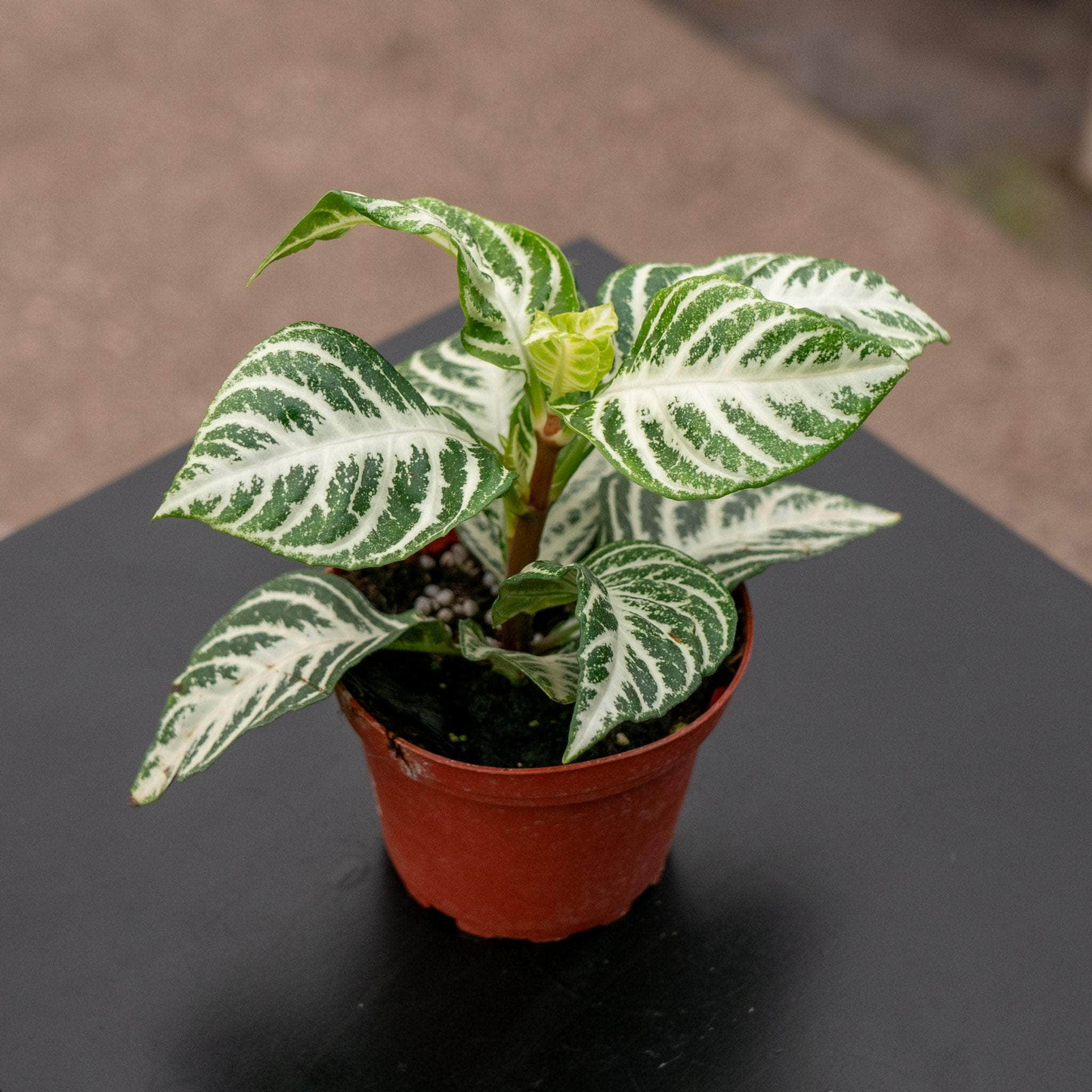 Aphelandra Zebra Plant - 4''