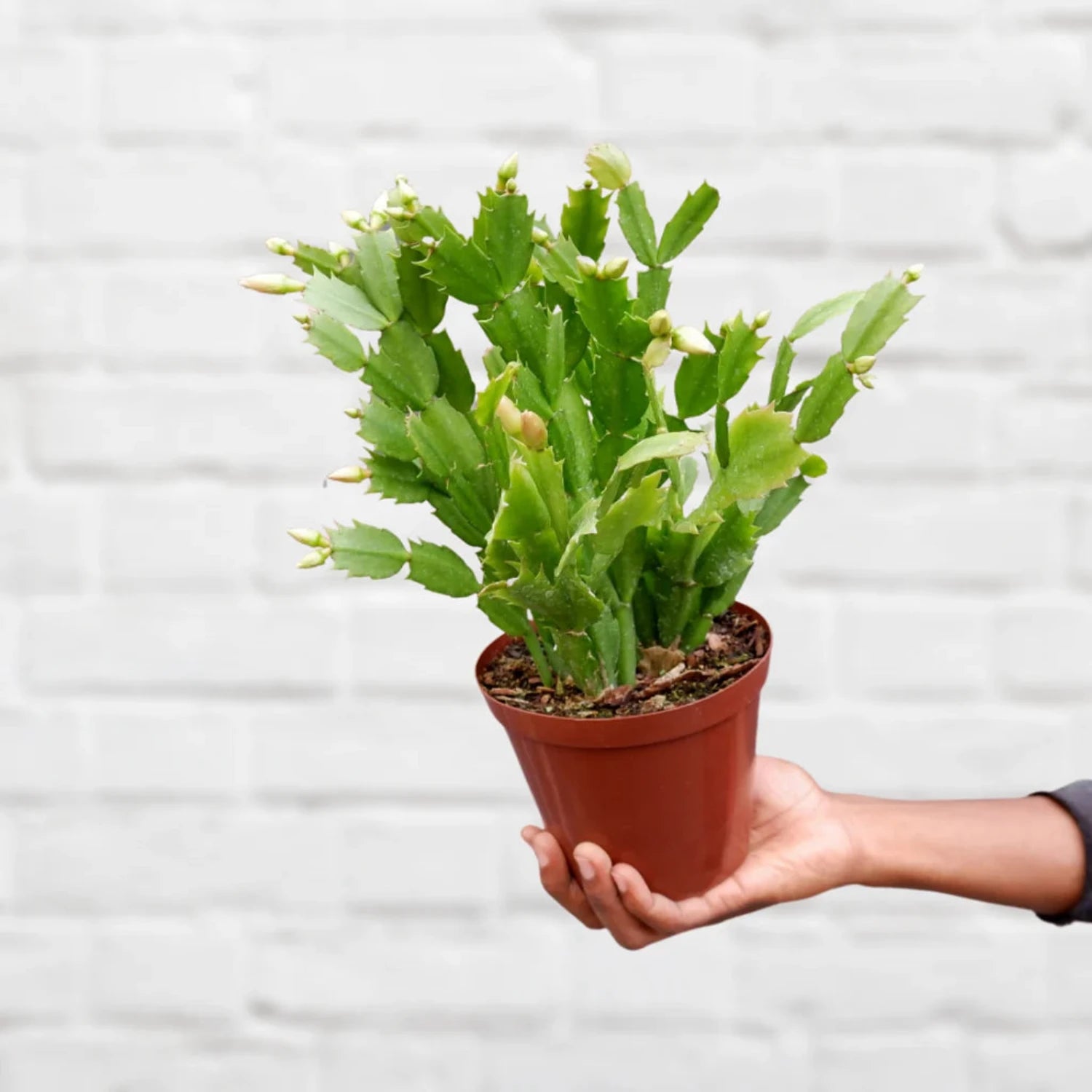 Zygocactus Yellow (Limelight Christmas Cactus) - 4''