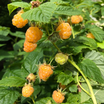 Fall Gold Raspberry Plants - 10 Live Plants - Grow Your Own Fruits