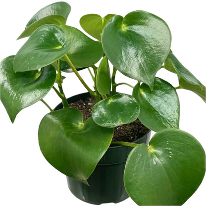 Owl Eye Peperomia - 4"