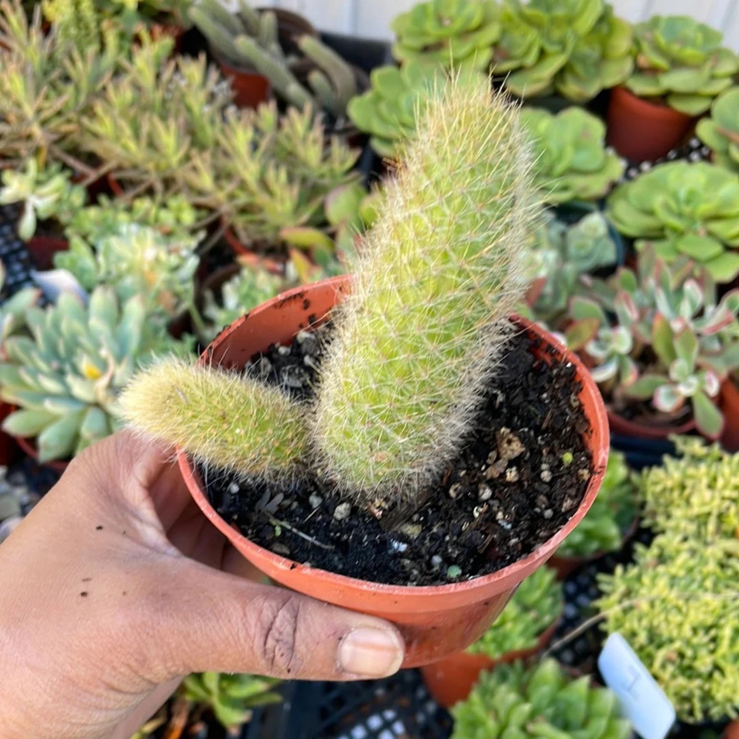 Hildewintera Colademononis Monkey Tail Cactus (two tails) - 4''